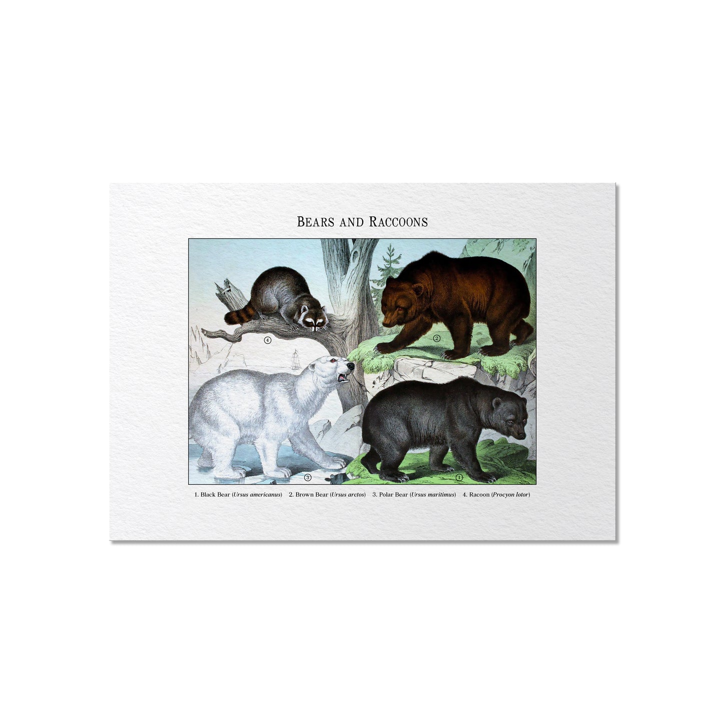 Bears and Raccoons | 1889