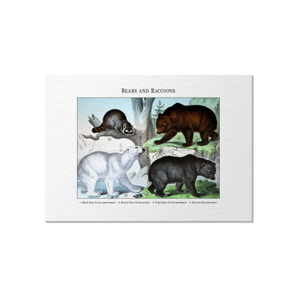 Bears and Raccoons | 1889