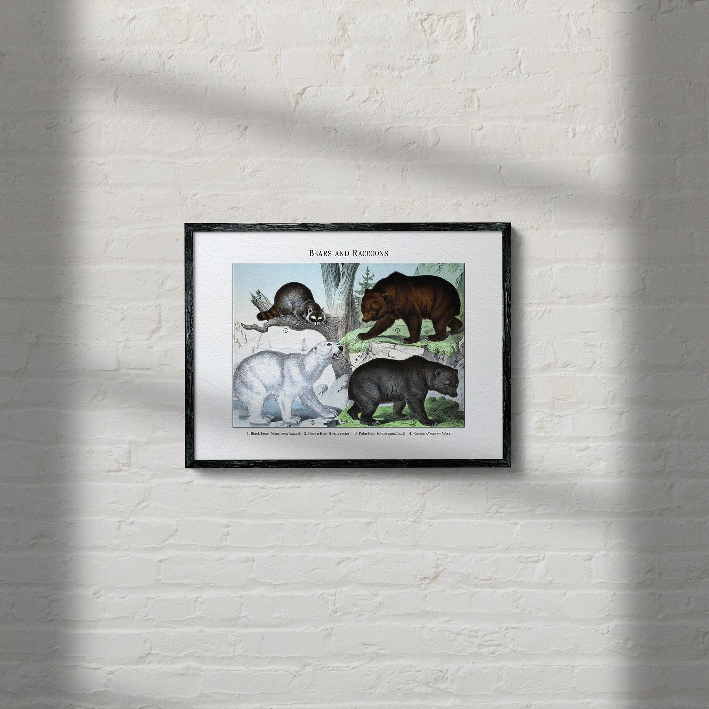 Bears and Raccoons | 1889