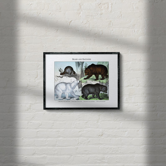 Bears and Raccoons | 1889