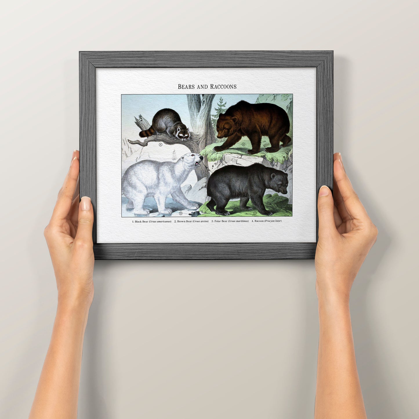 Bears and Raccoons | 1889