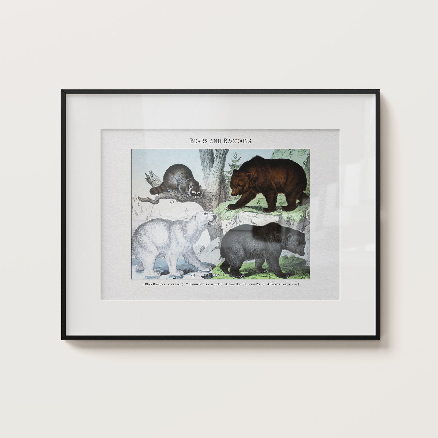 Bears and Raccoons | 1889