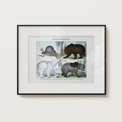 Bears and Raccoons | 1889