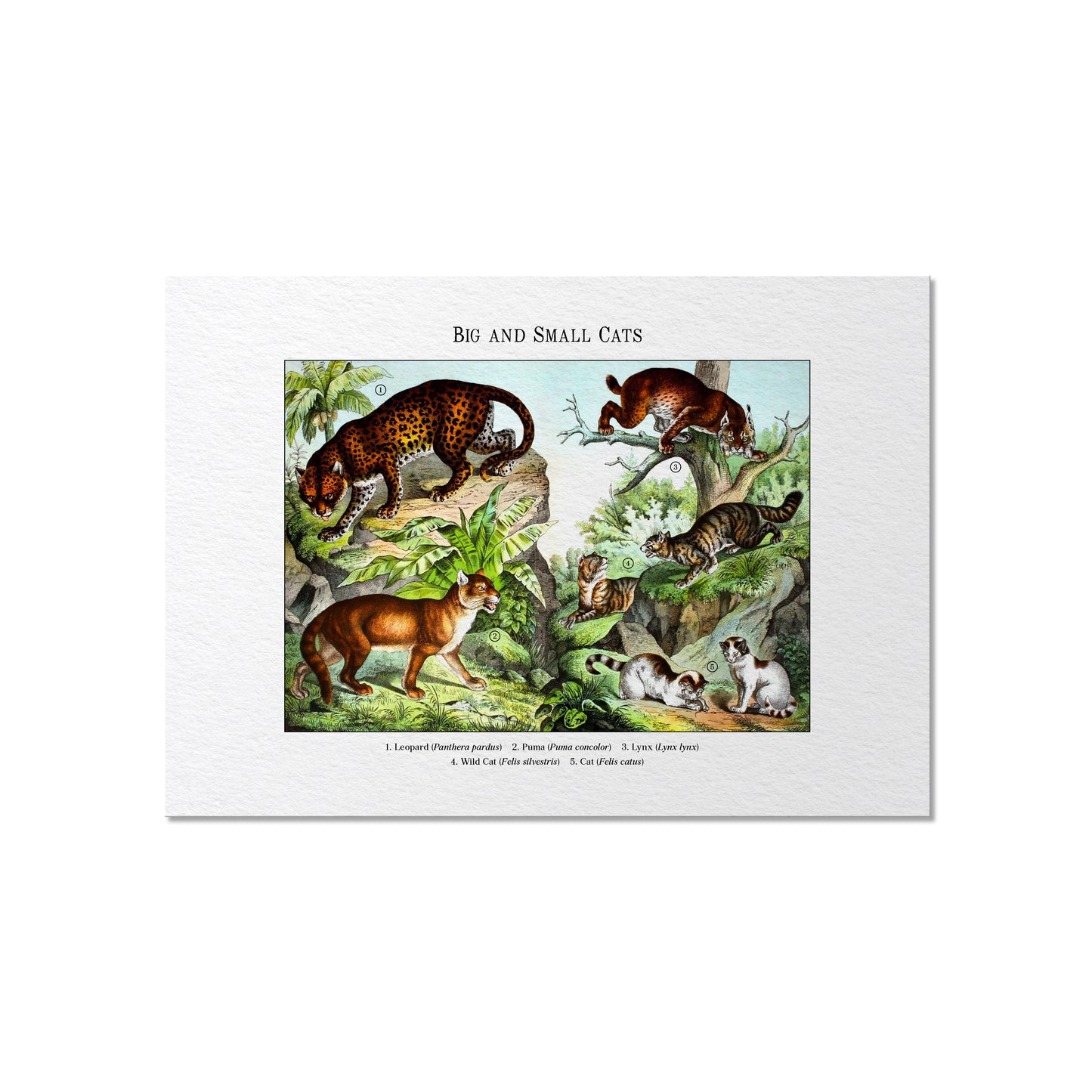 Big and Small Cats | 1889