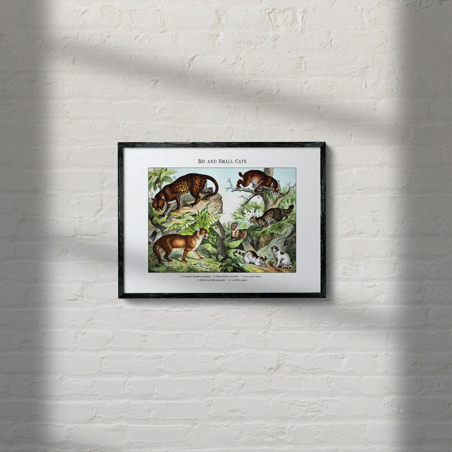 Big and Small Cats | 1889