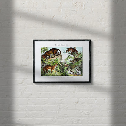 Big and Small Cats | 1889