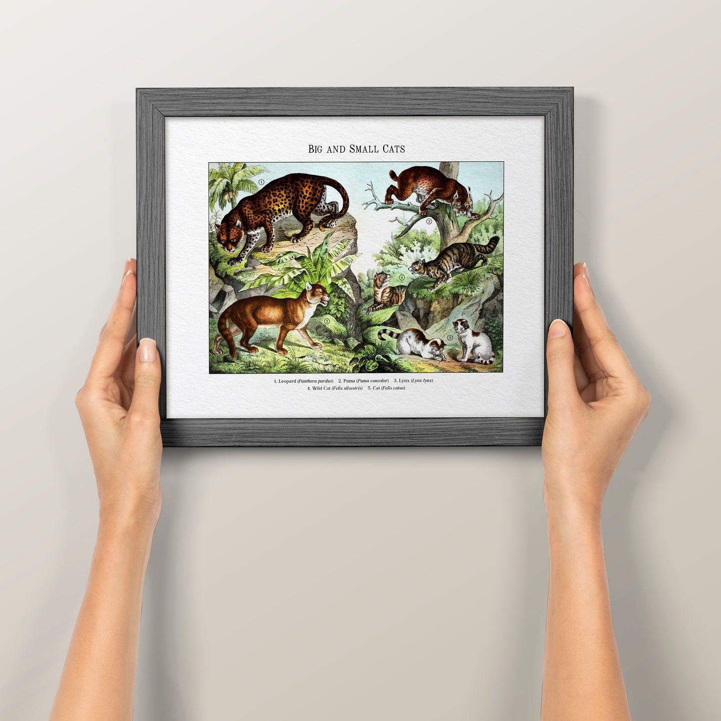 Big and Small Cats | 1889