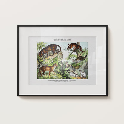 Big and Small Cats | 1889