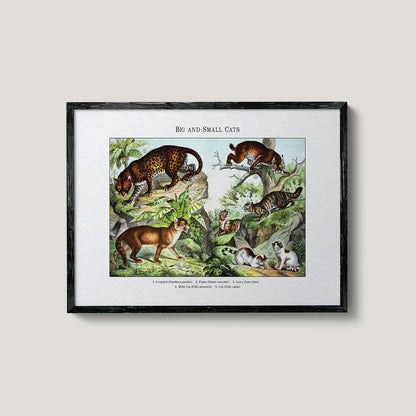 Big and Small Cats | 1889