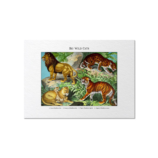 Big Wild Cats | 1889