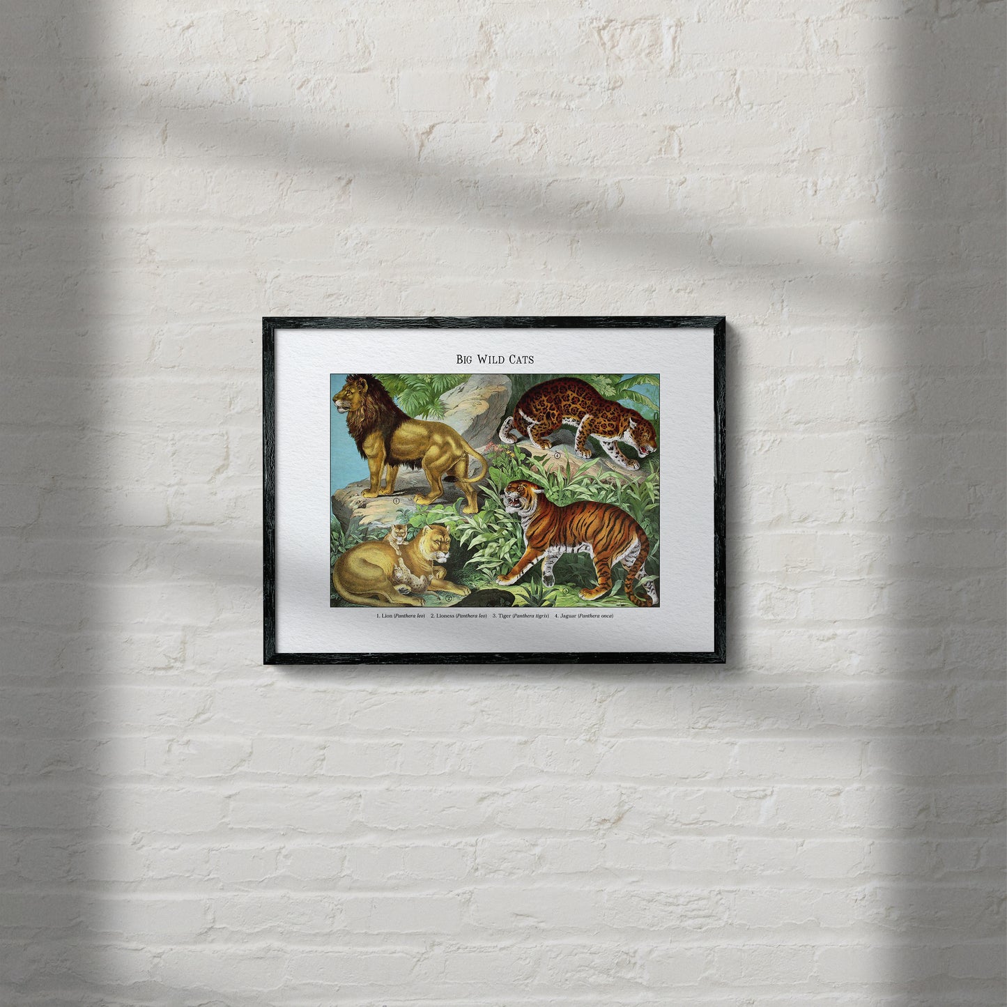 Big Wild Cats | 1889