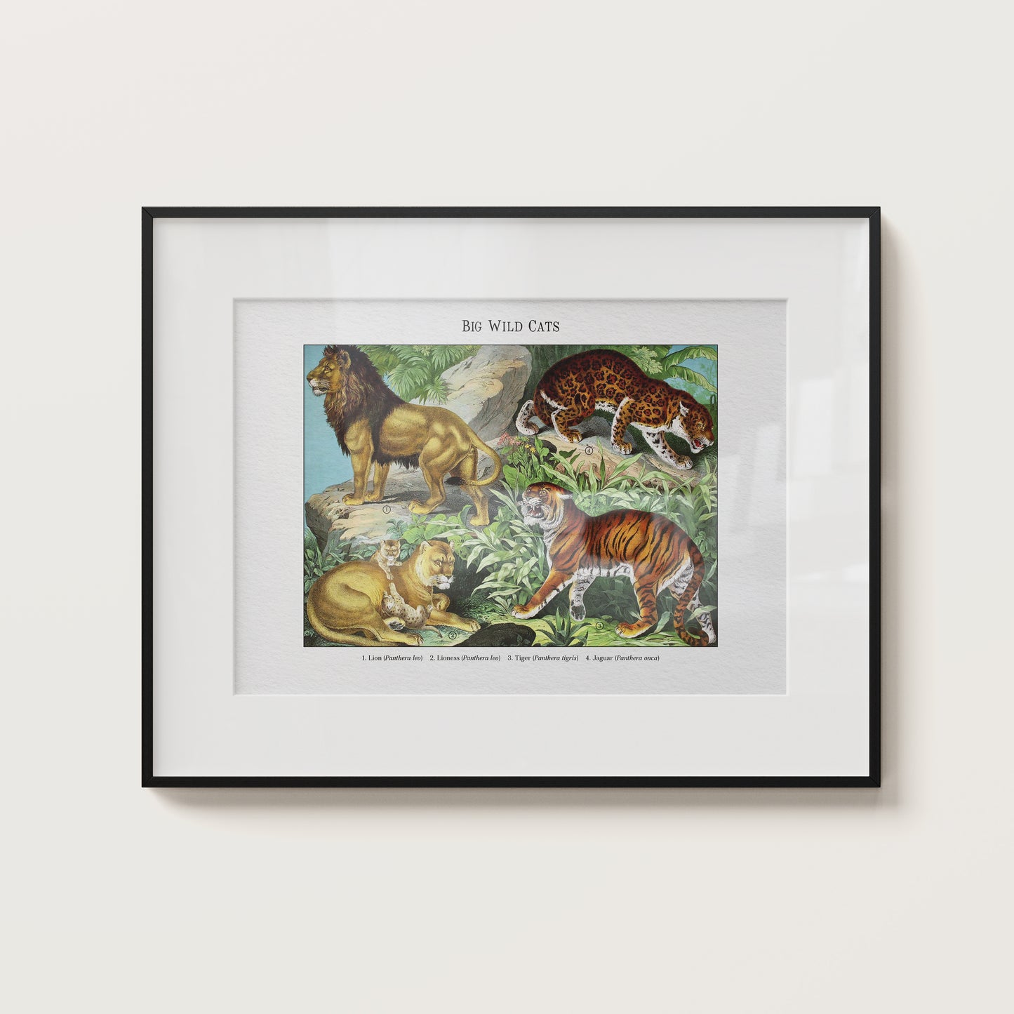 Big Wild Cats | 1889