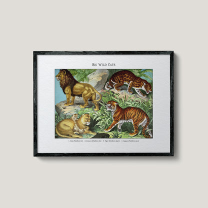 Big Wild Cats | 1889