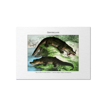 Crocodilians | 1889