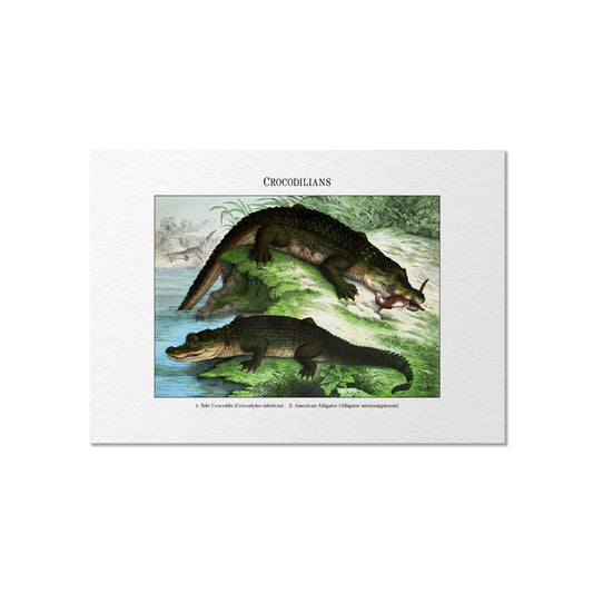 Crocodilians | 1889