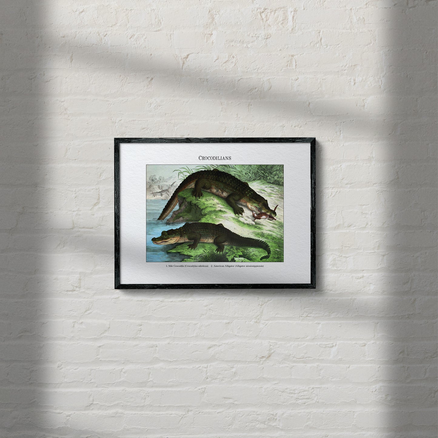 Crocodilians | 1889