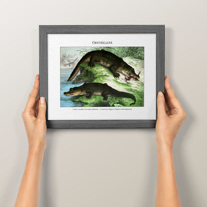 Crocodilians | 1889
