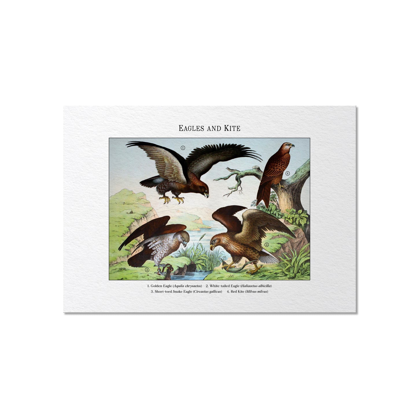 Eagles and Kite | 1889