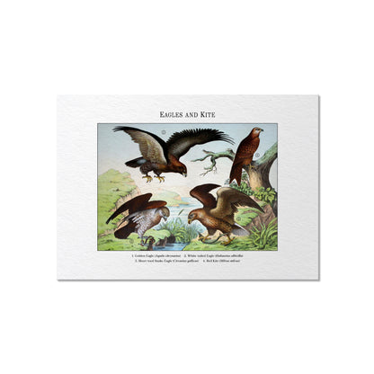 Eagles and Kite | 1889