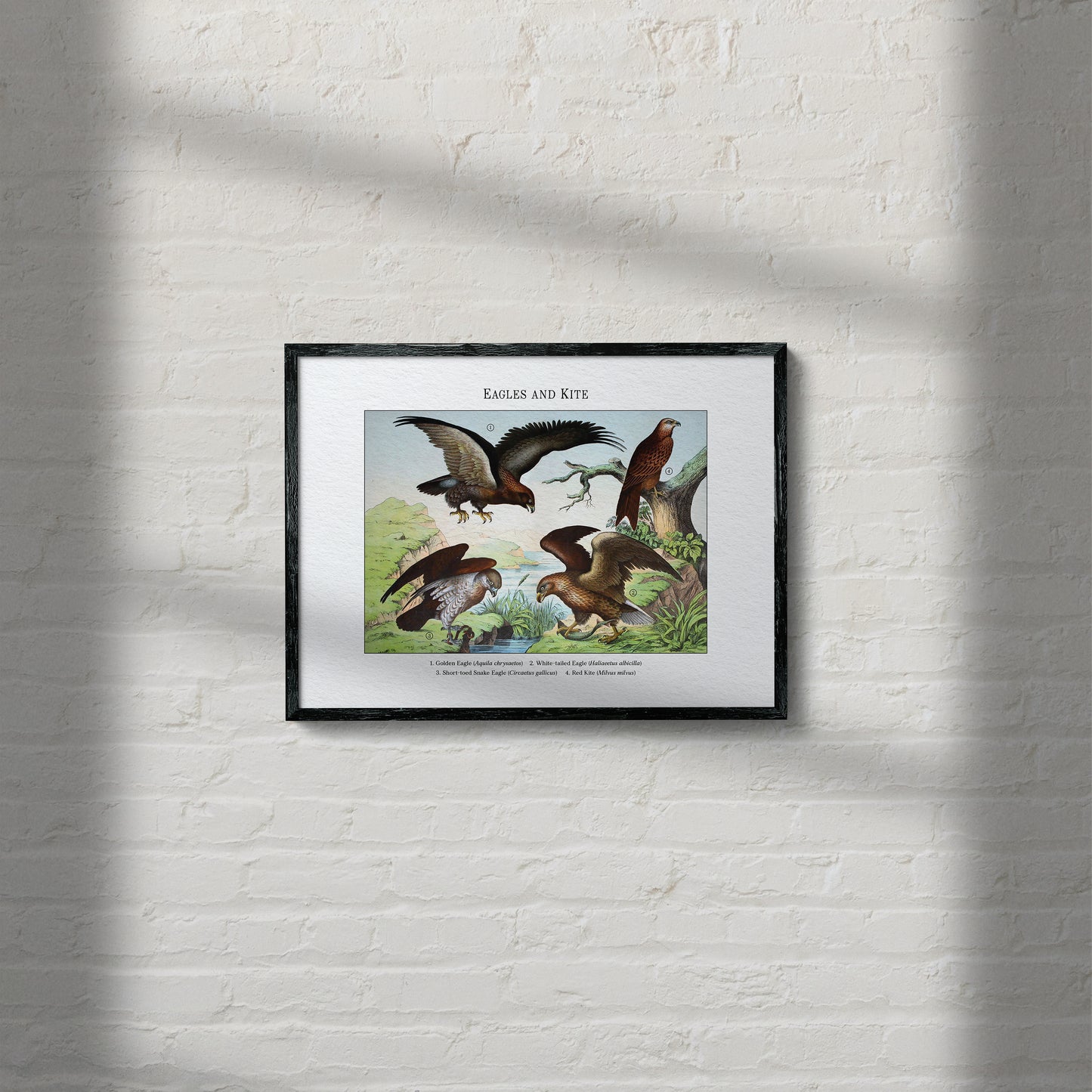 Eagles and Kite | 1889