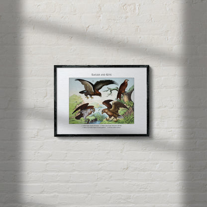 Eagles and Kite | 1889