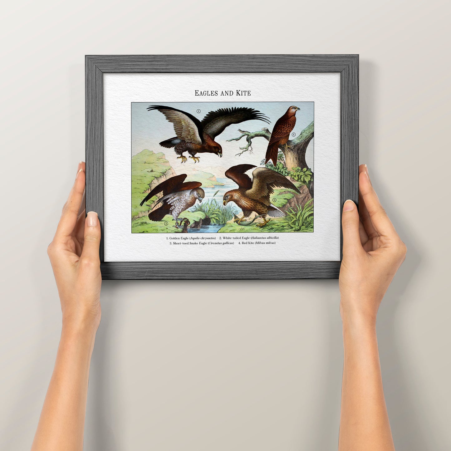 Eagles and Kite | 1889