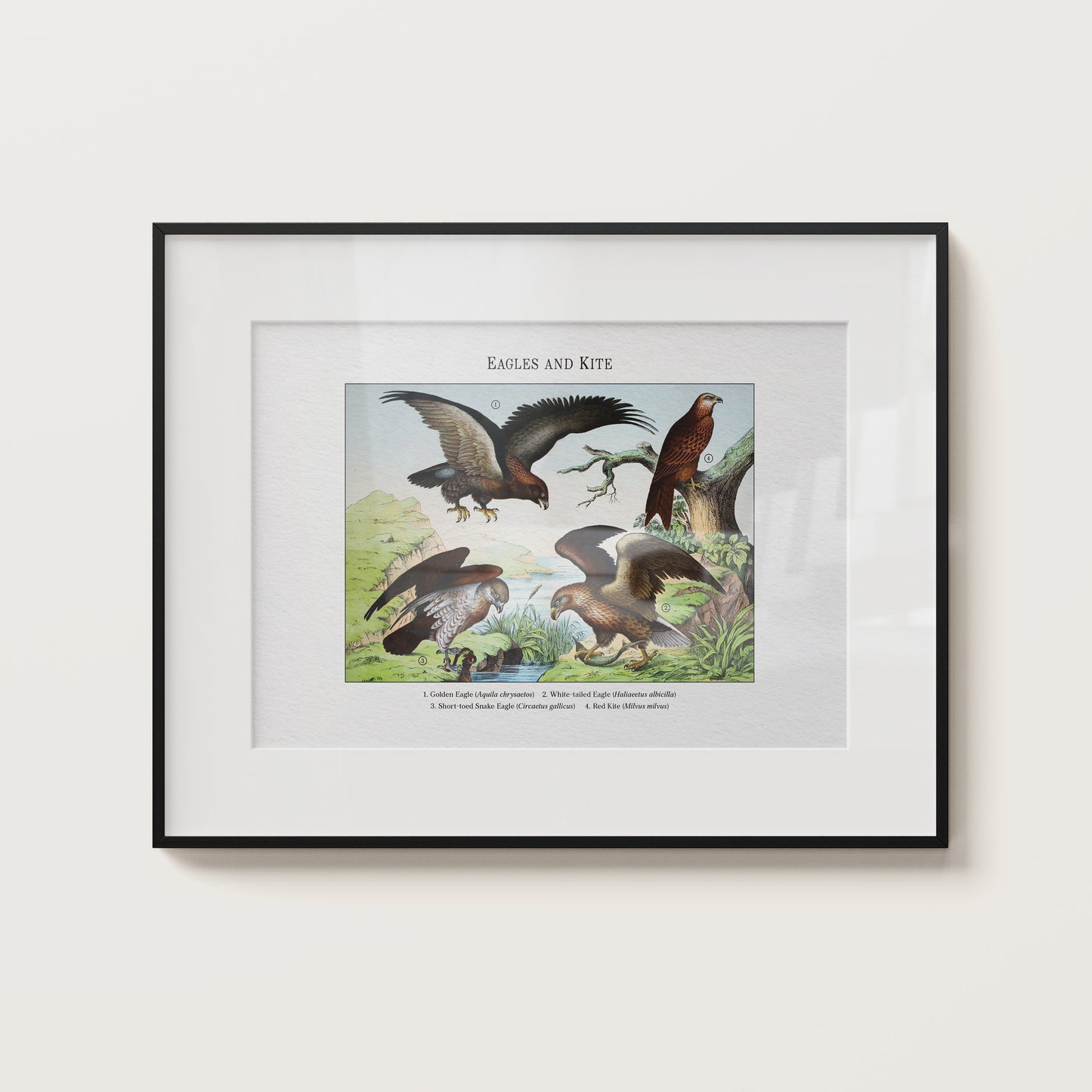 Eagles and Kite | 1889