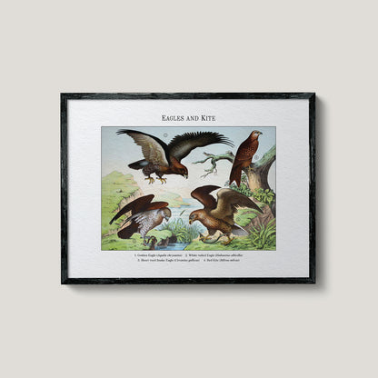 Eagles and Kite | 1889