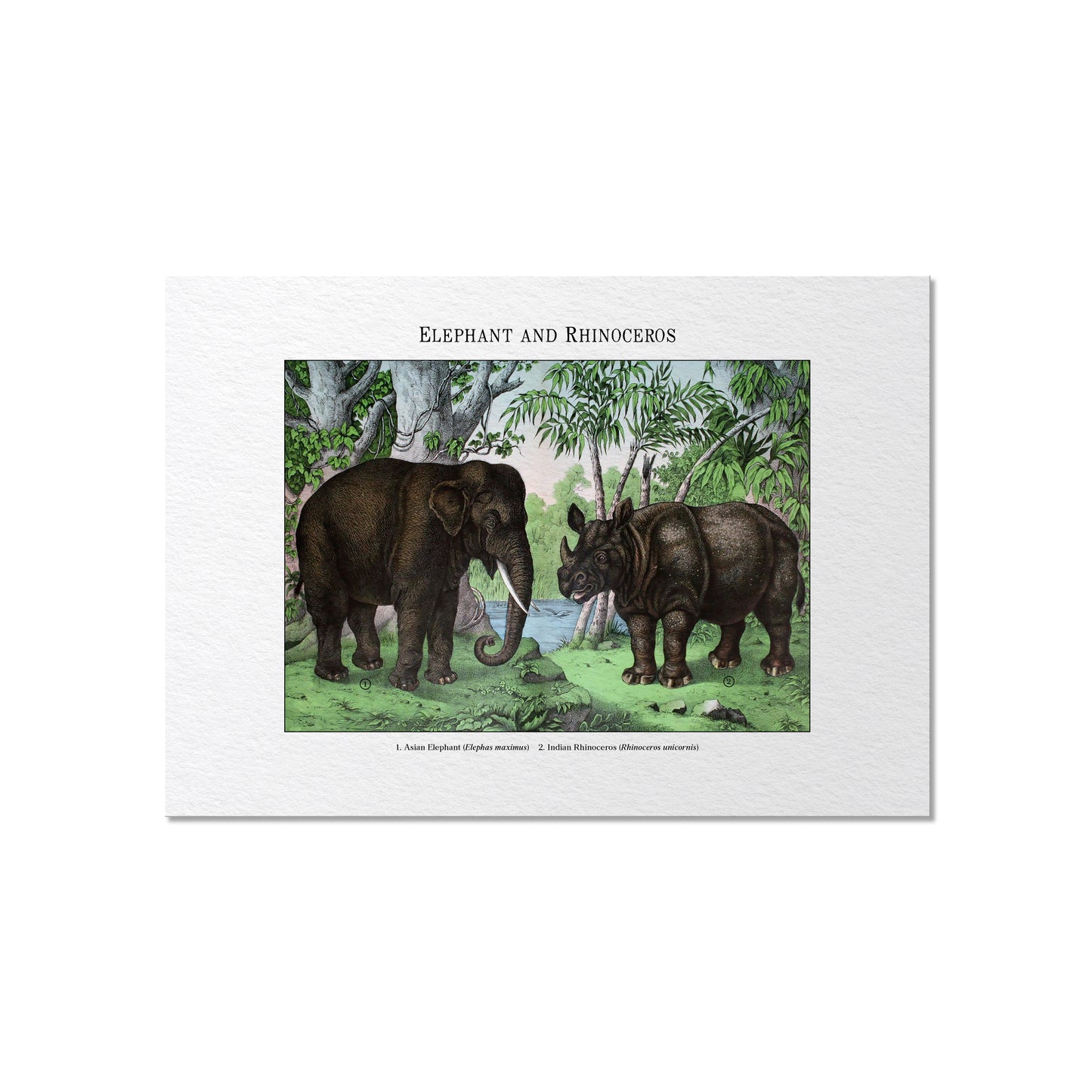 Elephant and Rhinoceros | 1889