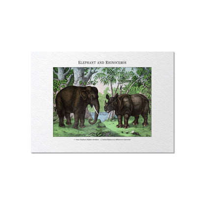 Elephant and Rhinoceros | 1889
