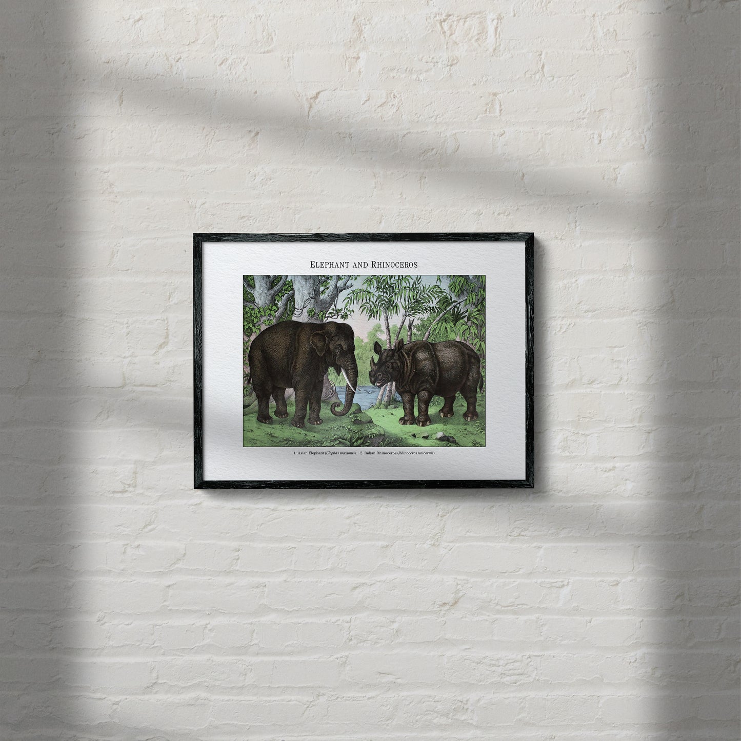 Elephant and Rhinoceros | 1889