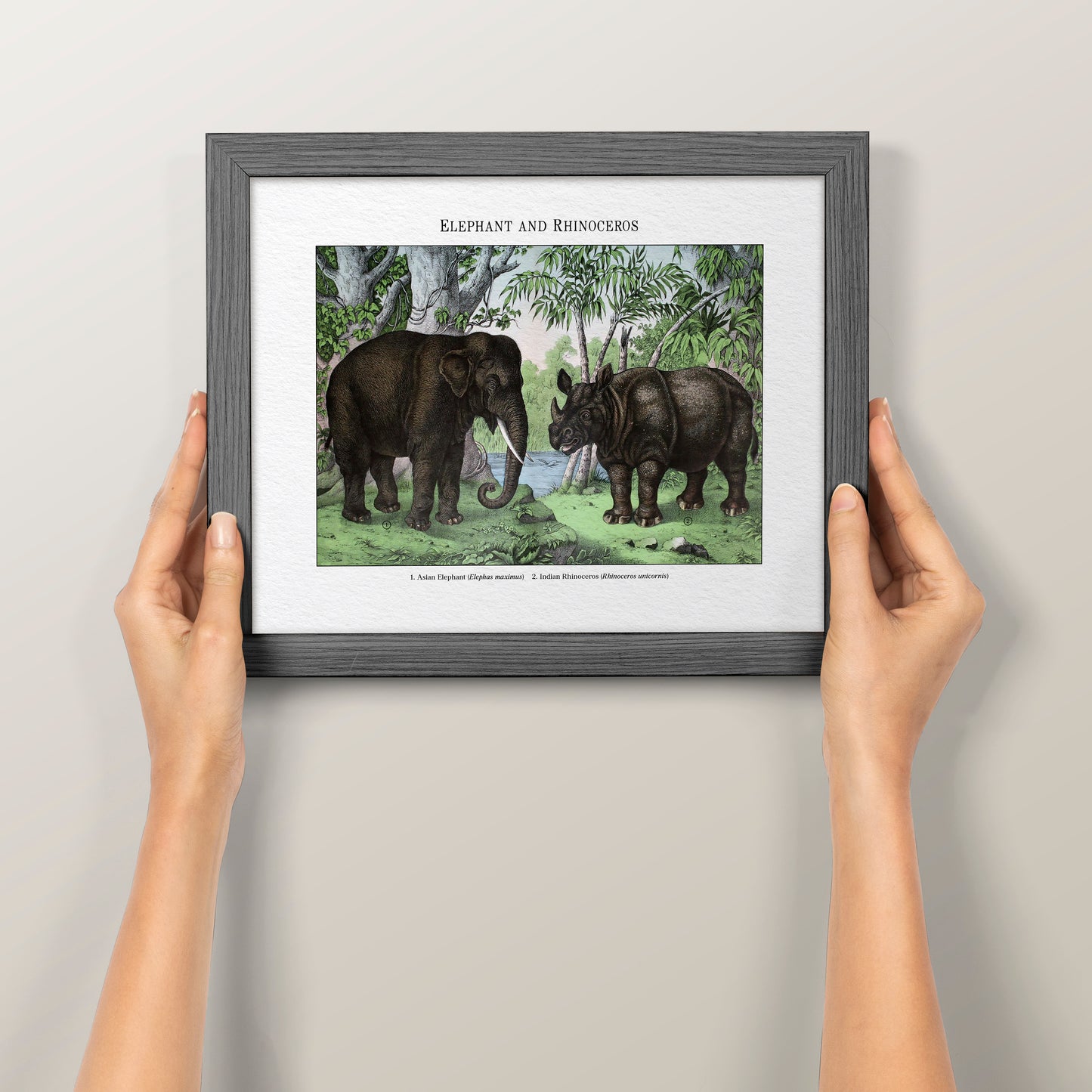 Elephant and Rhinoceros | 1889