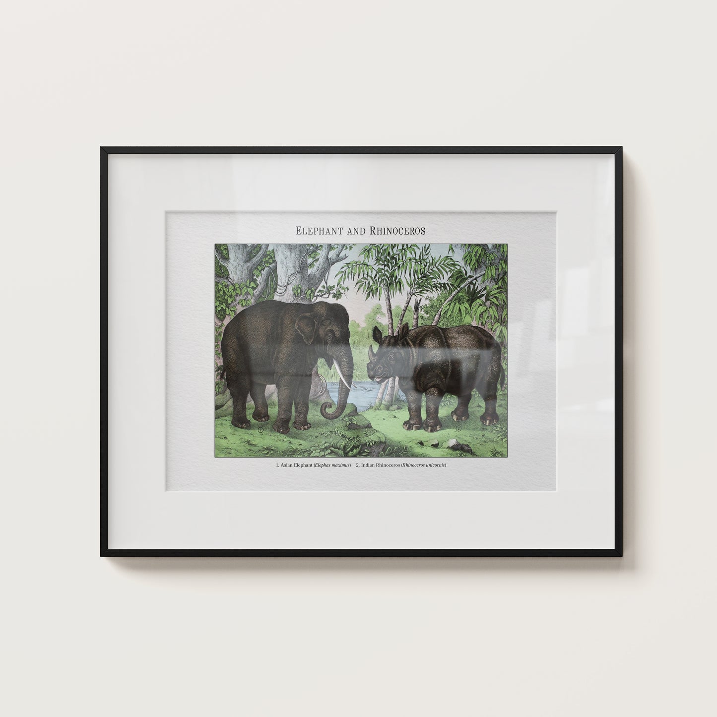 Elephant and Rhinoceros | 1889