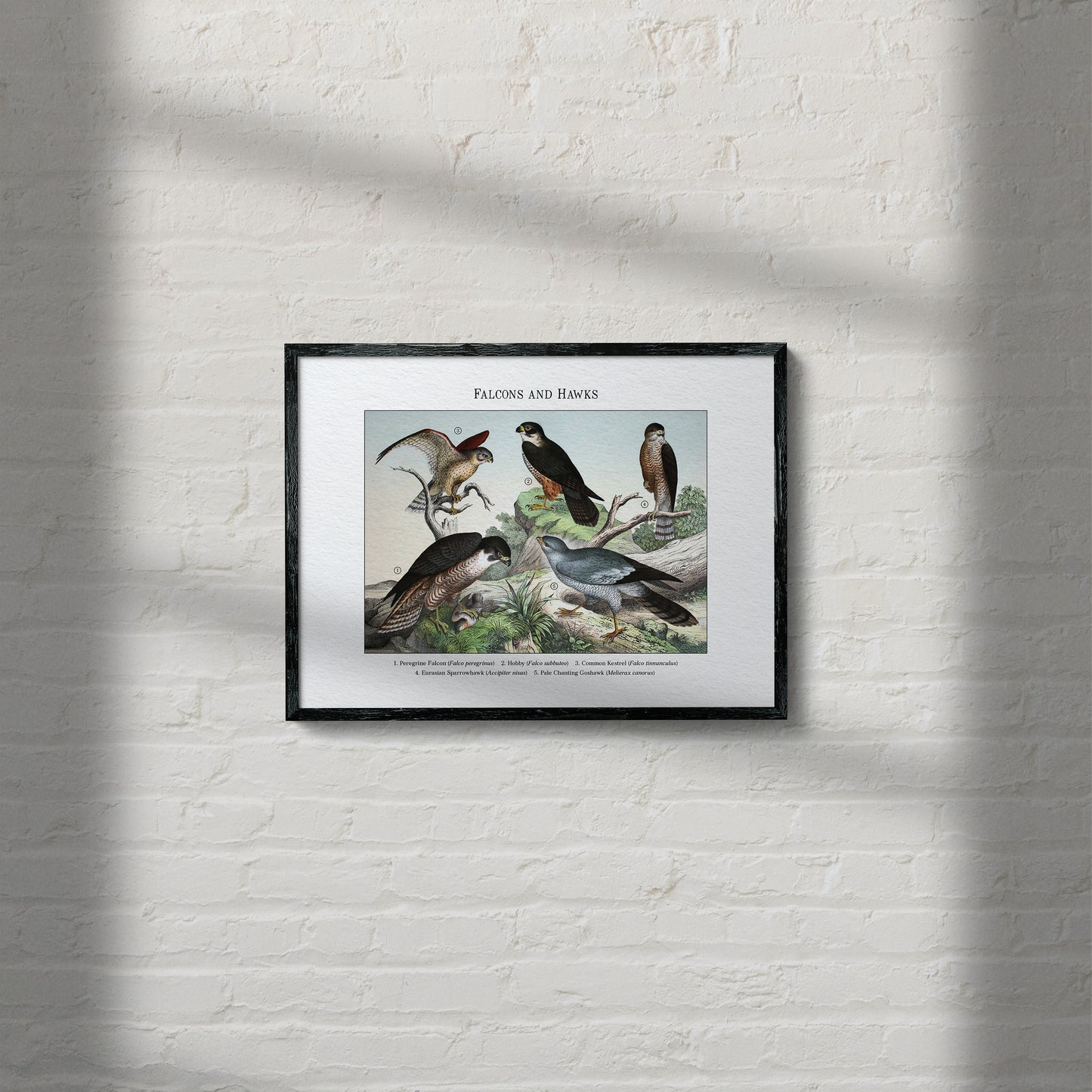 Falcons and Hawks | 1889