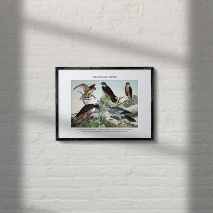 Falcons and Hawks | 1889