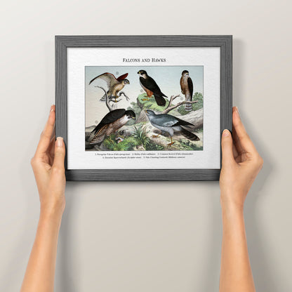 Falcons and Hawks | 1889