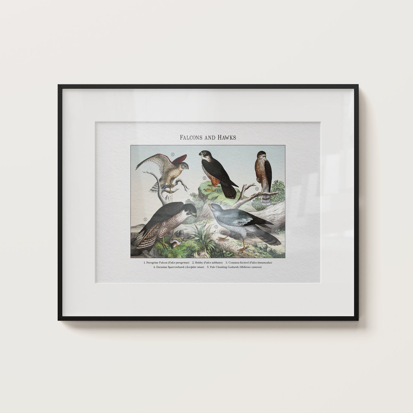 Falcons and Hawks | 1889