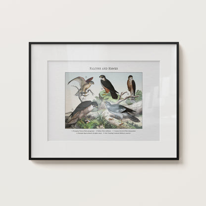 Falcons and Hawks | 1889