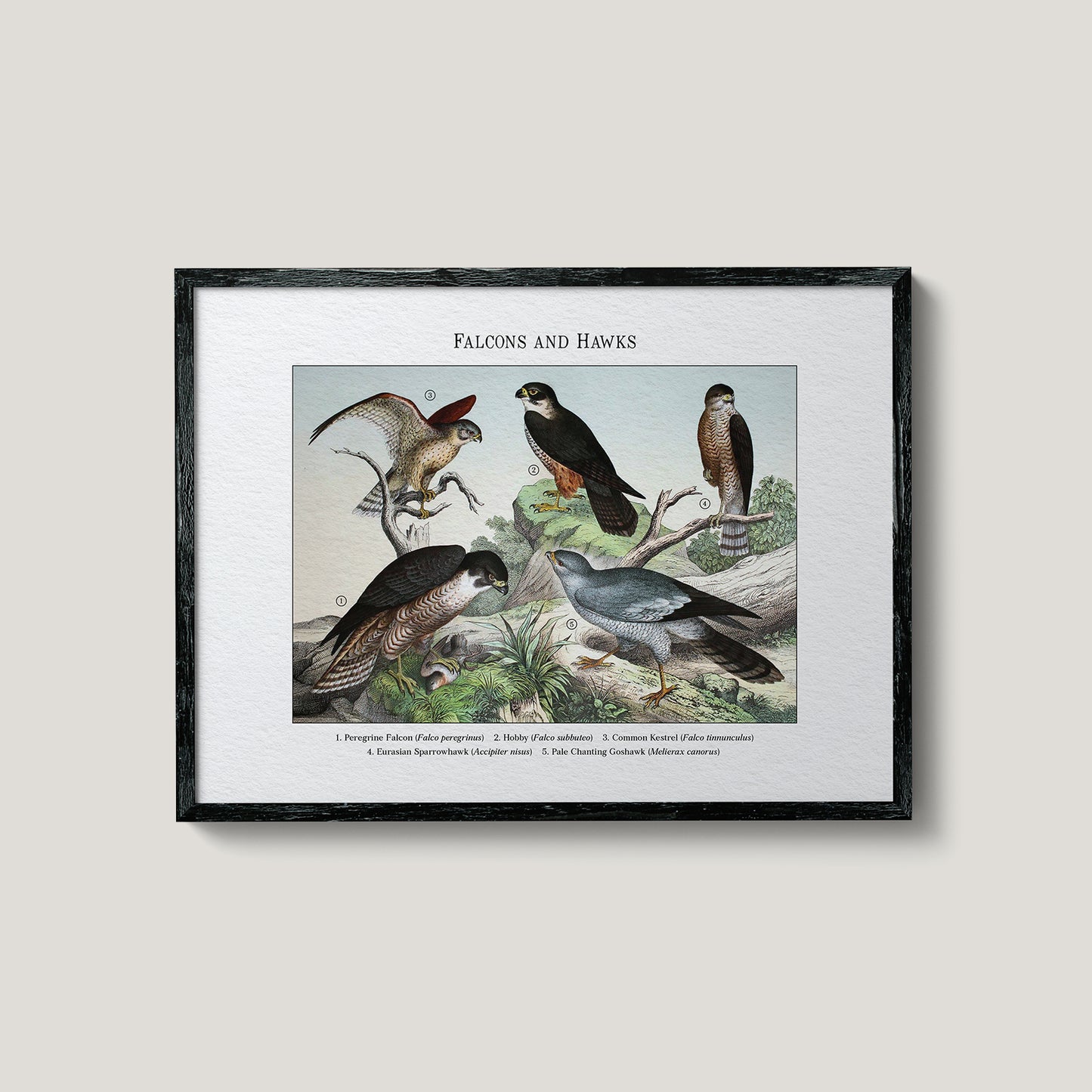 Falcons and Hawks | 1889