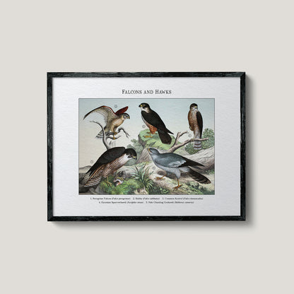 Falcons and Hawks | 1889