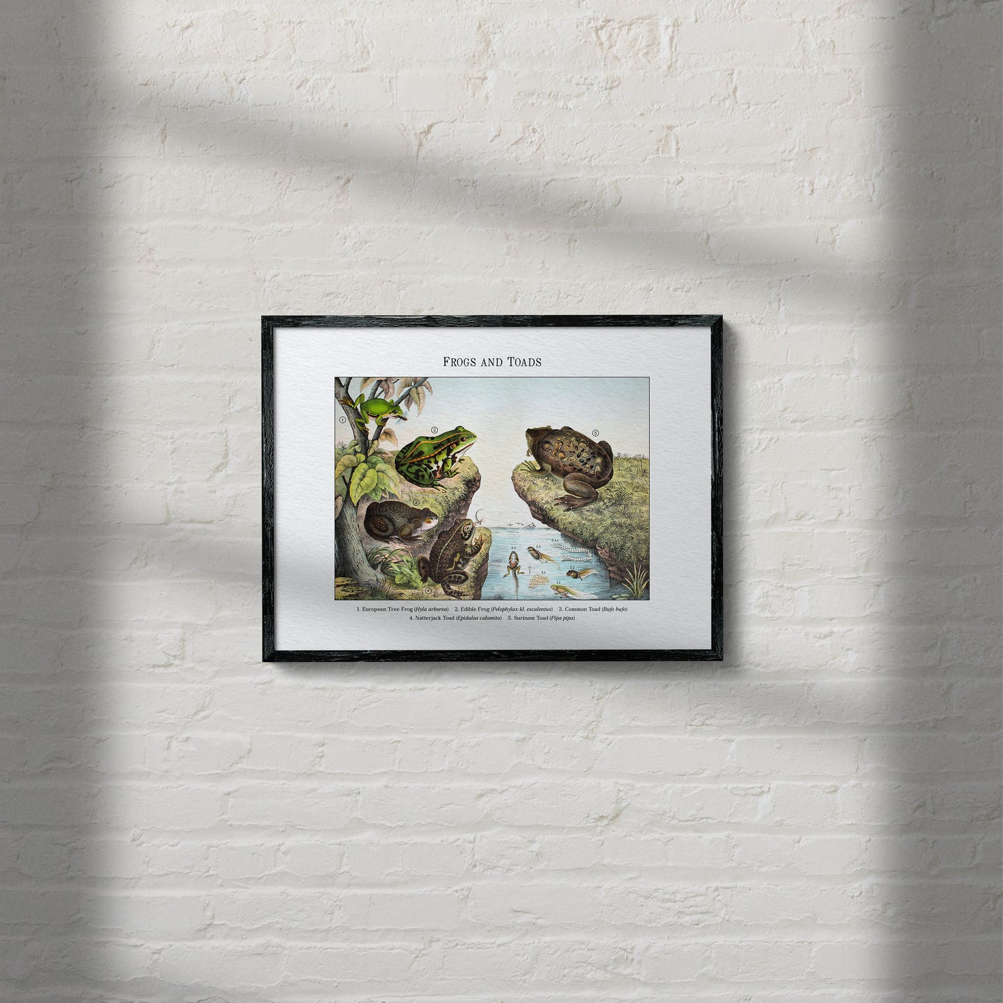 Frogs and Toads | 1889