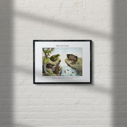 Frogs and Toads | 1889