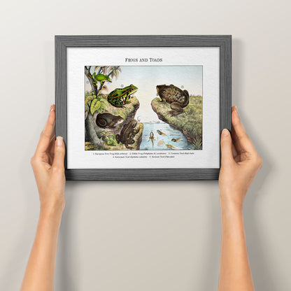 Frogs and Toads | 1889
