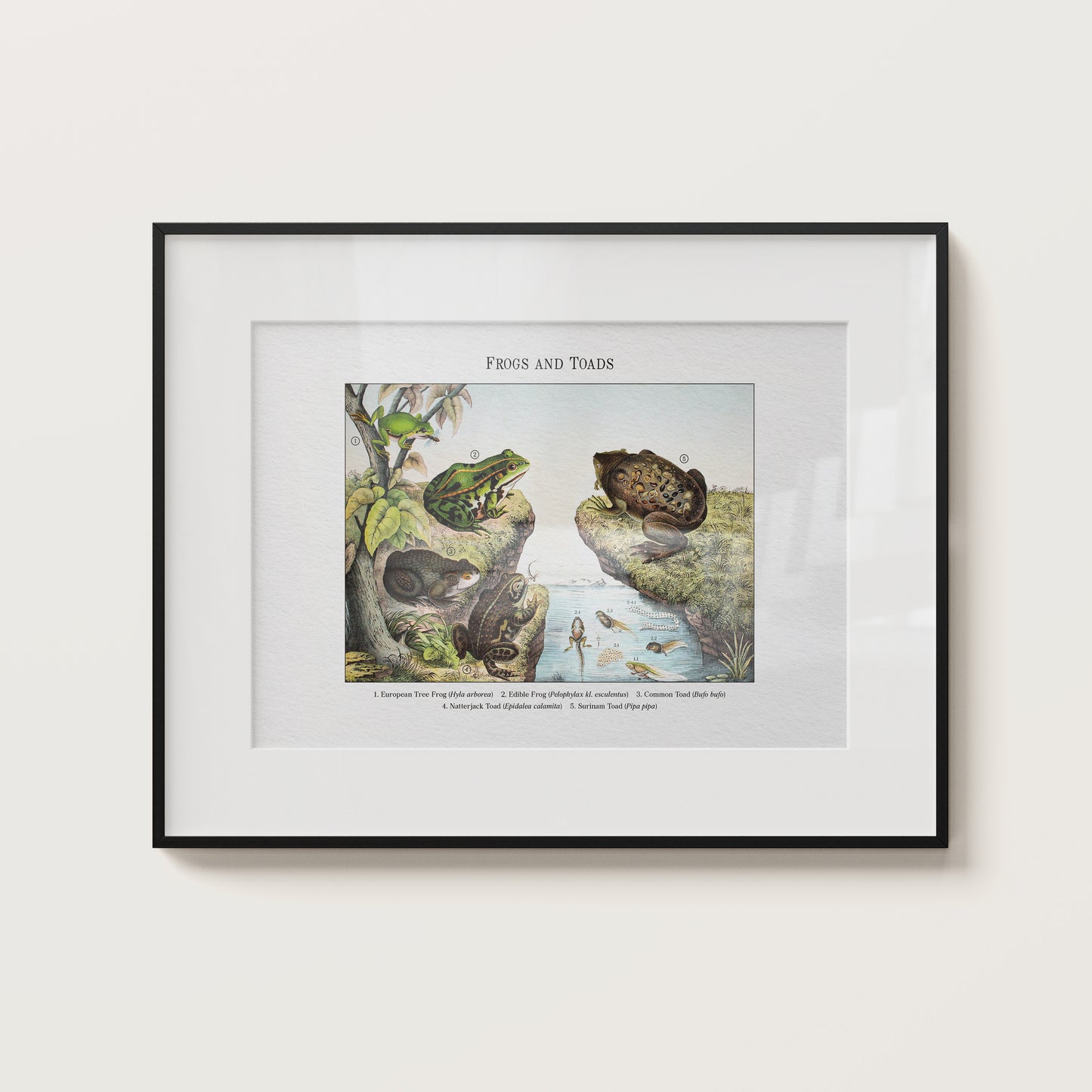 Frogs and Toads | 1889