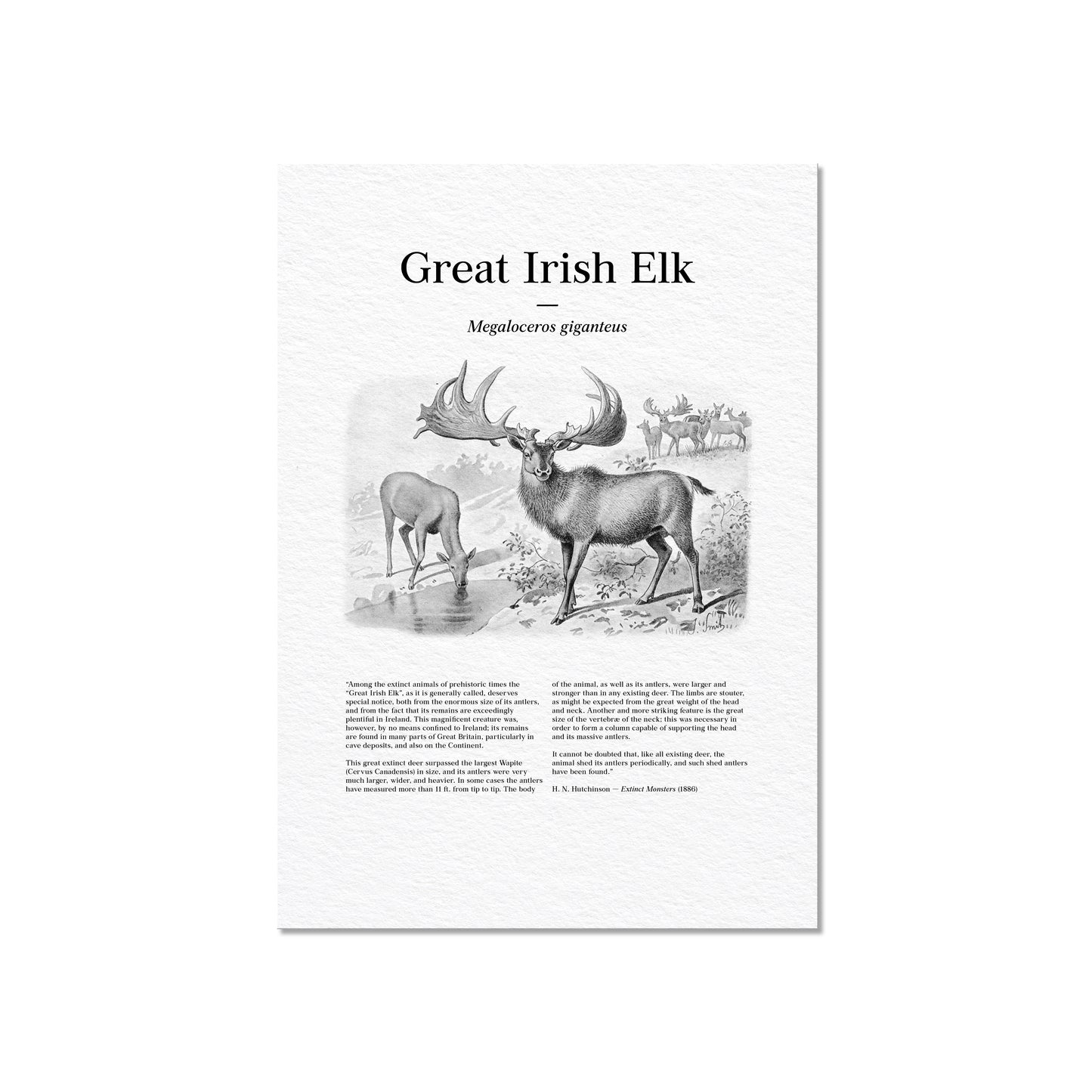 Great Irish Elk | 1896