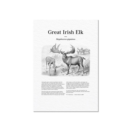 Great Irish Elk | 1896
