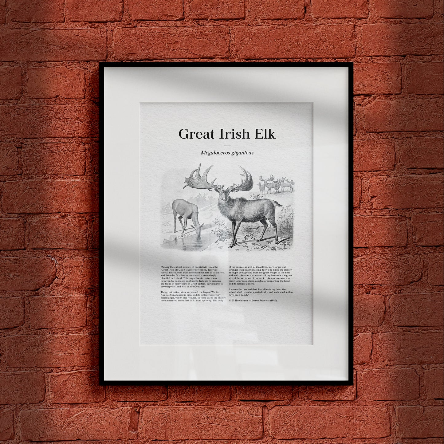 Great Irish Elk | 1896