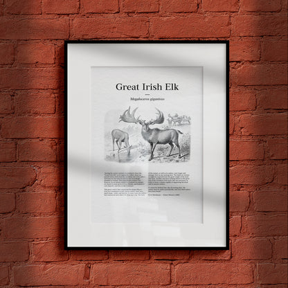 Great Irish Elk | 1896