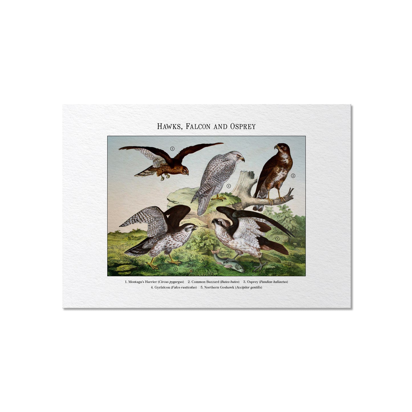 Hawks, Falcon and Osprey | 1889