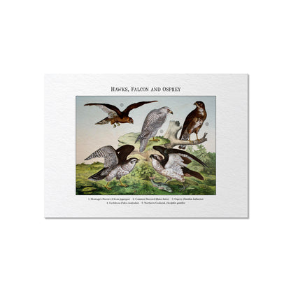 Hawks, Falcon and Osprey | 1889